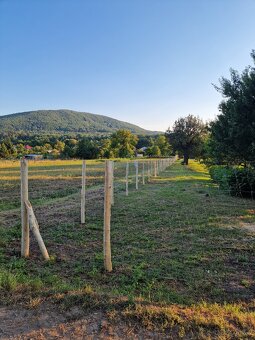 Agátové koly, stlpy - 9