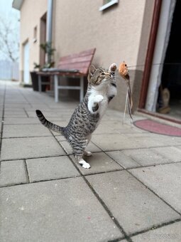 Darujem mačiatko - 9