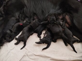 Flat coated retriever šteniatka s PP - 9