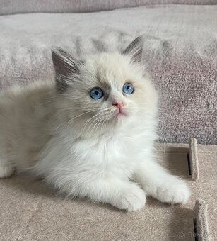 Ragdoll bez pp - 9