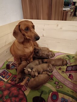 Šteniatka krátkosrtý jazvečík "štandard" - 9