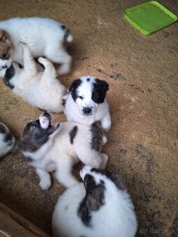 Stredoázijsky ovčiak - 9