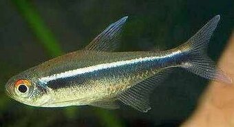 Akvarijne rybycky výhodné,s chovnicky🐟🦐 - 9