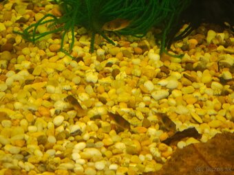 Akvarijne rybicky výhodné,s chovnicky🐟🦐 - 9