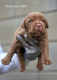 Bandog , Mastiff , Mollos - 9