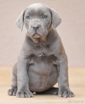 Bandog , Mastiff , Mollos - 9