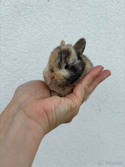 🐰 Ponúkame na rezerváciu zakrslích zajačikov - 9