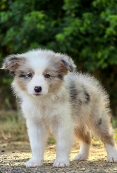 Austrálsky ovčiak × Border collie, borderka, border kólia - 9