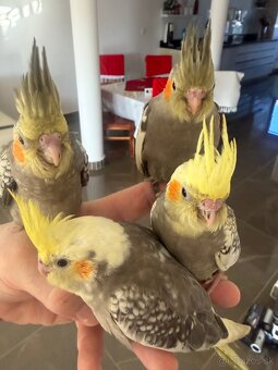 Korely ručne dokrmena Krotká - 9