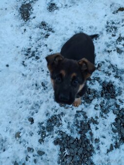 Nemecký ovčiak - 9