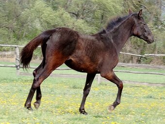kobylka po appaloosa - 9
