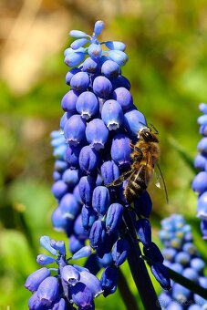 Canon EF 50mm f 1,8 - 9