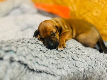 Rhodesian Ridgeback s preukazom pôvodu - 9