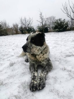 hotel pre psov, vycvik psov - 9