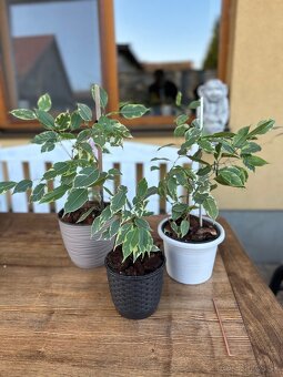 Ficus benjamina - Fikus benjamín / Variegata - 9
