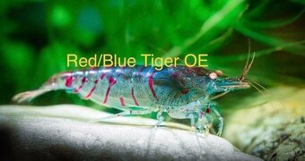 TOP PREMIUM Krevety, Akva machy, PREMIUM RED BOA - TRENCIN - 9