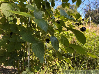 Záhradka, kde sa rodí úroda aj zážitky – Nové Zámky - 9