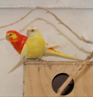 Austrália odcervenie S76 - 9