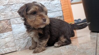 Yorkshire terrier - 9