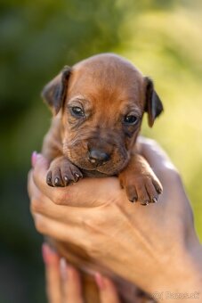 Rhodesian ridgeback steniatka s PP - 9