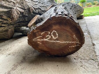 Orechové kmene, guľatina - 9