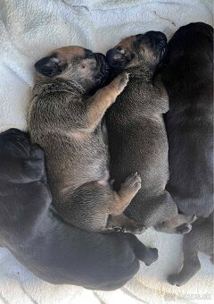 Cane corso šteniatka - 9