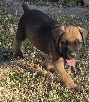 Cane corso šteniatka - 9