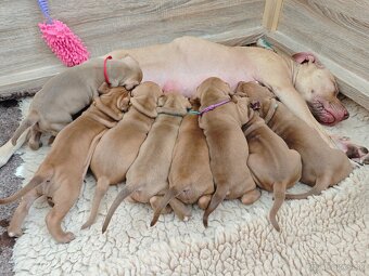 Americký pitbull teriér štěňata s PP - 9