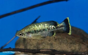 Akvariové ryby (raritky) k odberu - 9