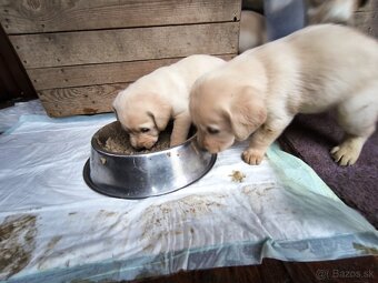 Labradorsky retriver - 9