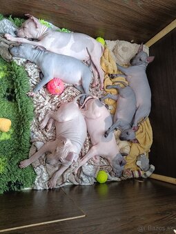 Americký bezsrstý teriér - 9