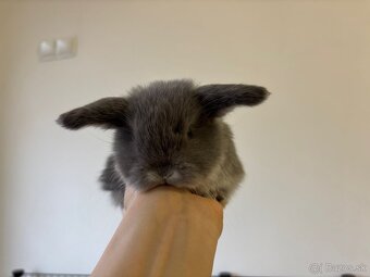 Ponúkame na predaj minilop zajačikov, králičkov, zajacov - 9