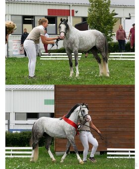 Lusitano x Welsh B - 9
