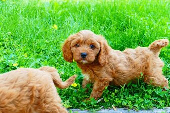 Cavapoo - 9