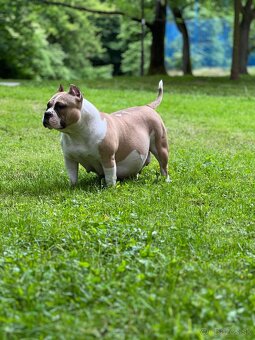 American Bully pocket - 9