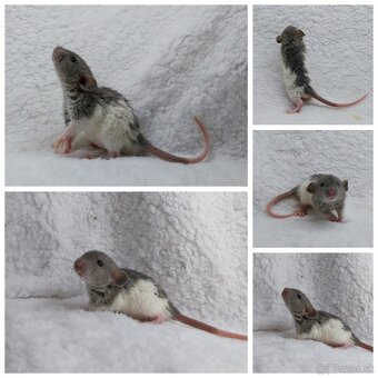 Potkan Potkany Potkaniky - 9