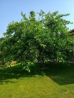 Strihanie ovocných a okrasných stromov Nitra - 9