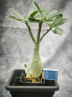 Púštna ruža - Adenium obesum bonsaj - 9