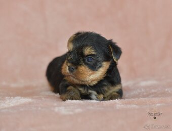 YORKSHIRE TERRIER s PP rodokmenom - yorkshirsky terier - 9