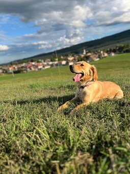 Zlatý retriever - 9