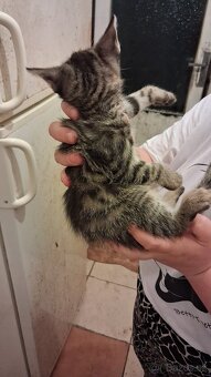 Darujem mačky a kocurikov - 9