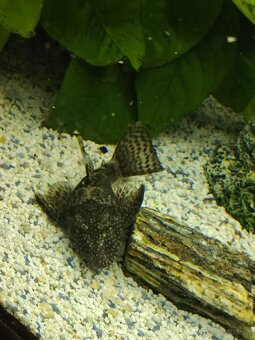 Vymenim alebo darujem - 9