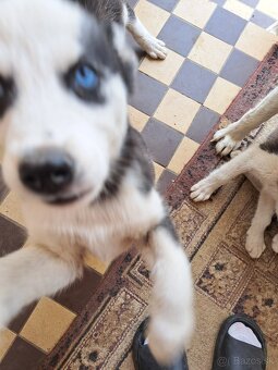 Šteniatka sibírsky husky - 9