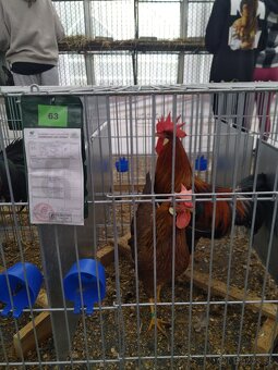 Vlaška Jarabičia - 9