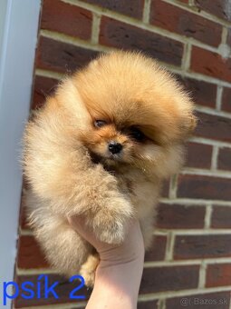 Pomeranian mini - 9