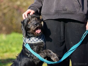 Darujem malú strapatú sučku Muriel - mix bradáč / jazvečík - 9