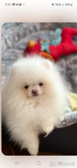 Pomeranian - 9
