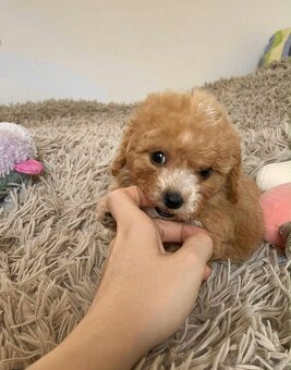 Red and white mini Maltipoo girl - 9