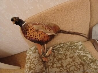 Stare obrazy / staré rámy - 9