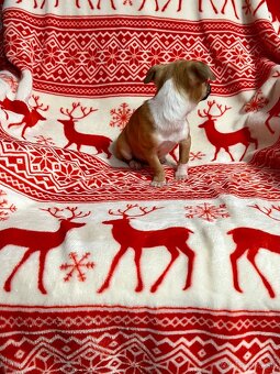 Šteniatko psík čivavy - 9